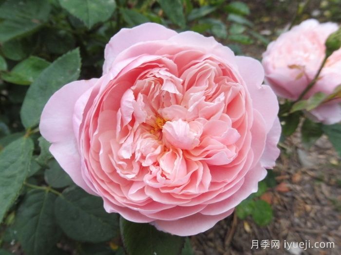 安尼克城堡月季/阿尼克月季The Alnwick Rose(图2)