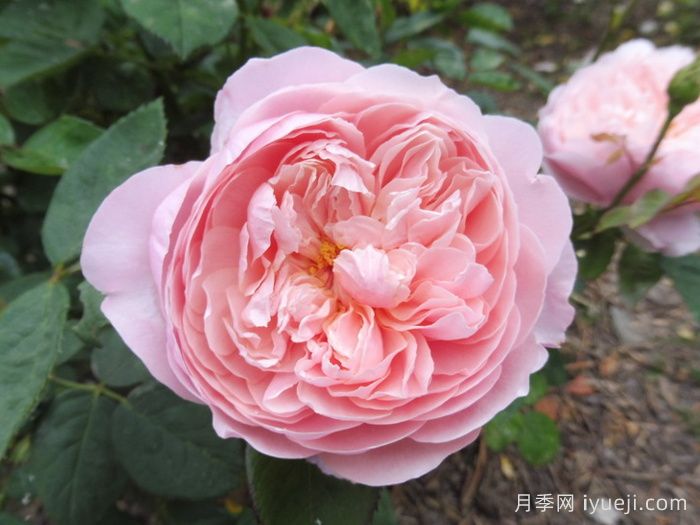 安尼克城堡月季/阿尼克月季The Alnwick Rose(图4)
