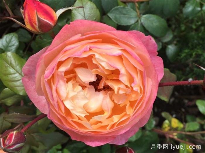 艾玛汉密尔顿夫人月季Lady Emma Hamilton(图1)