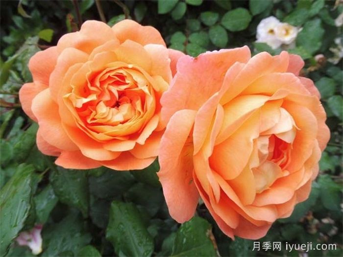 艾玛汉密尔顿夫人月季Lady Emma Hamilton(图4)