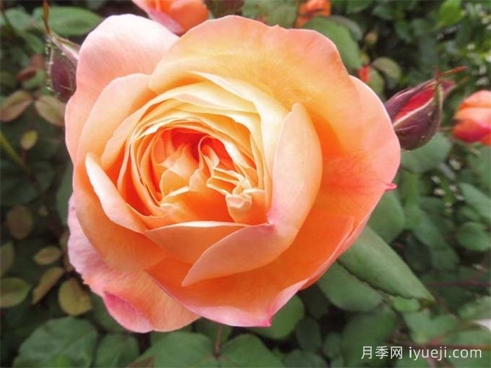 艾玛汉密尔顿夫人月季Lady Emma Hamilton(图5)