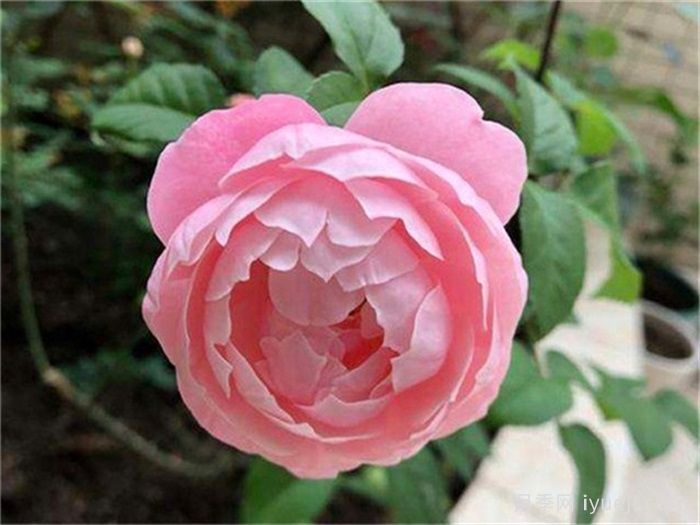 羽毛月季Plume(图2)