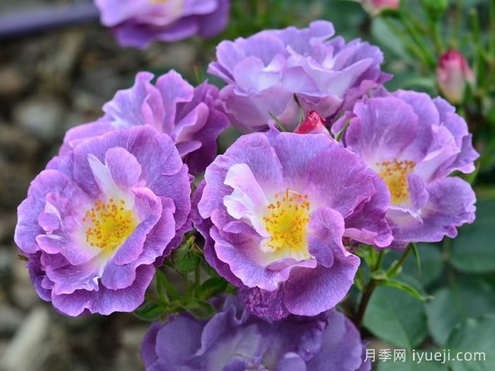 蓝色梦想月季/蓝梦月季Blue For You(图1)