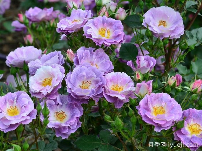 蓝色梦想月季/蓝梦月季Blue For You(图2)