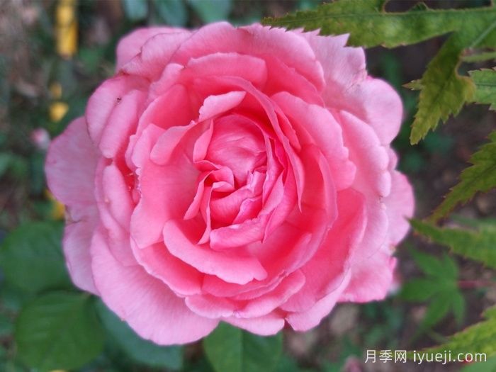 花宫娜月季Fragonard(图1)