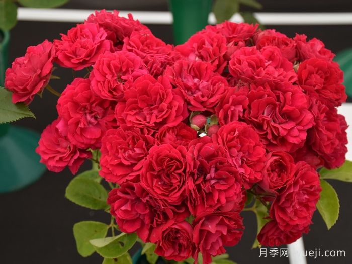 塞维亚那月季/赛维拉那/塞维利亚娜La Sevillana(图2)