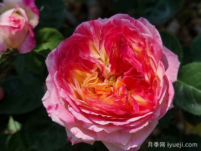 詹森月季/罗斯曼尼詹森月季Rosomane Janon(图4)