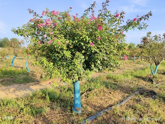 艾弗的玫瑰月季/啦啦队长/星光闪耀Ivors Rose(图2)