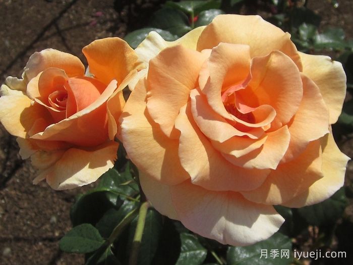 白兰地月季Brandy(图1)