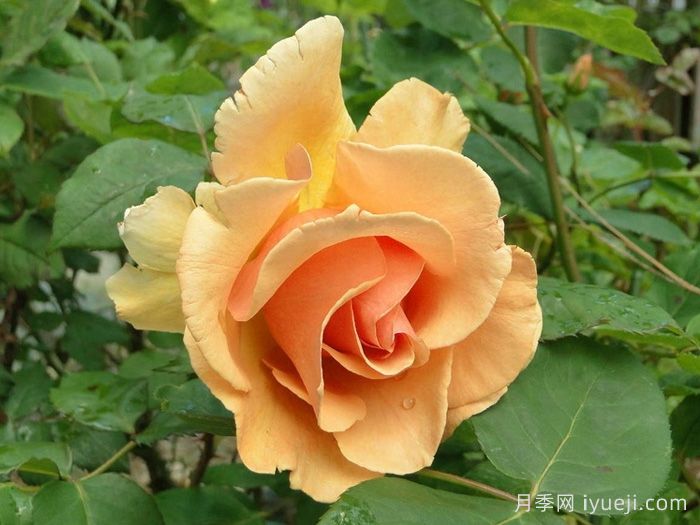 白兰地月季Brandy(图2)