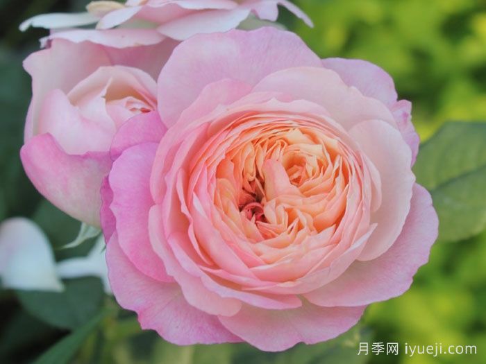 康斯坦茨月季Constance(图1)