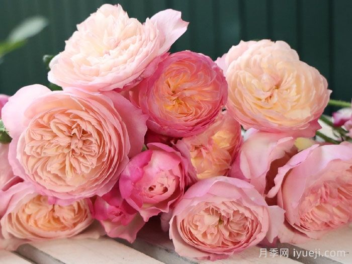 康斯坦茨月季Constance(图4)