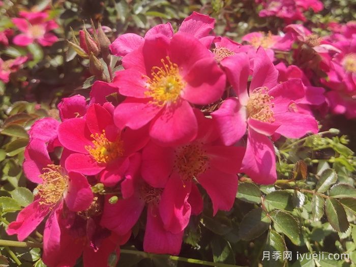 哈德福俊月季/赫特福德郡Hertfordshire(图4)