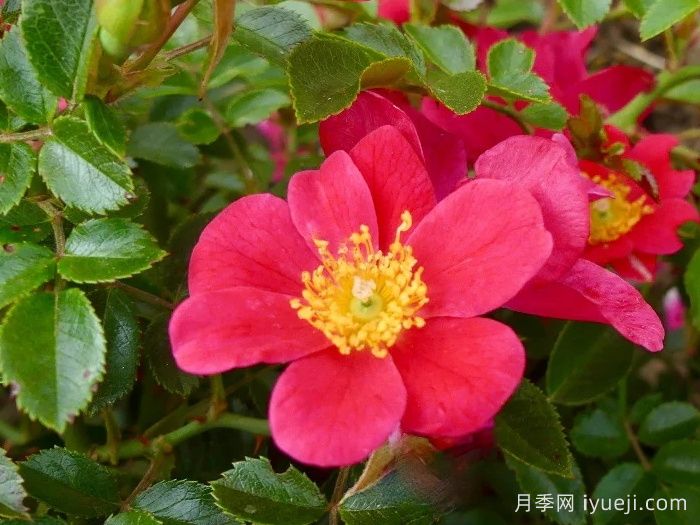 哈德福俊月季/赫特福德郡Hertfordshire(图1)