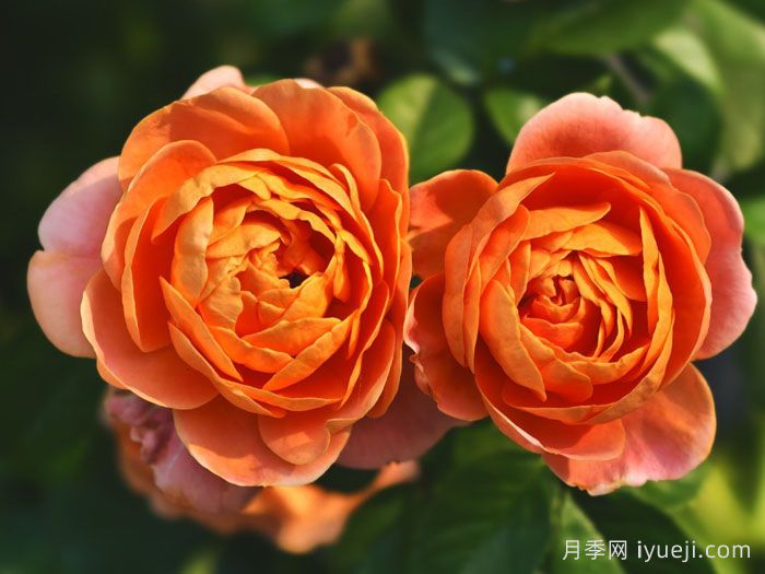 橙色浪漫月季/浪漫橙色月季Orange Romantica(图3)