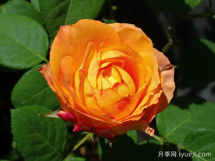 橙色浪漫月季/浪漫橙色月季Orange Romantica(图1)