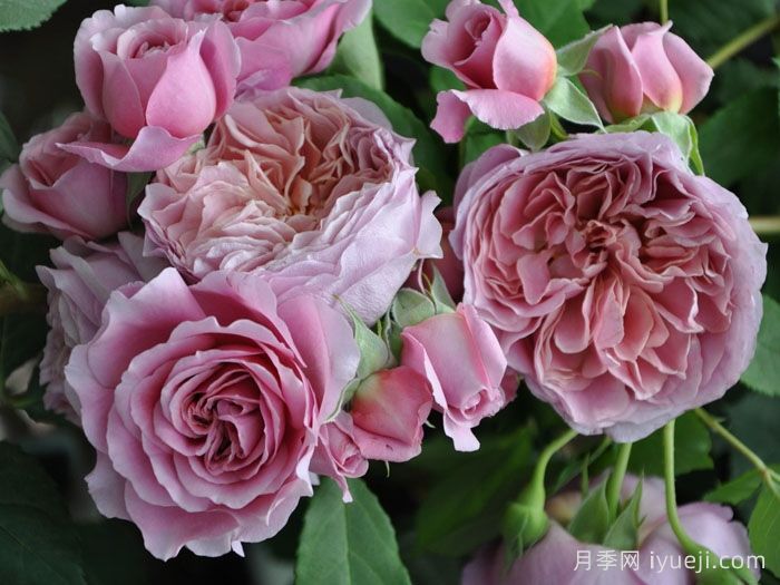 法国礼服月季/芳香礼服/法国连衣裙Robe a la francaise(图2)