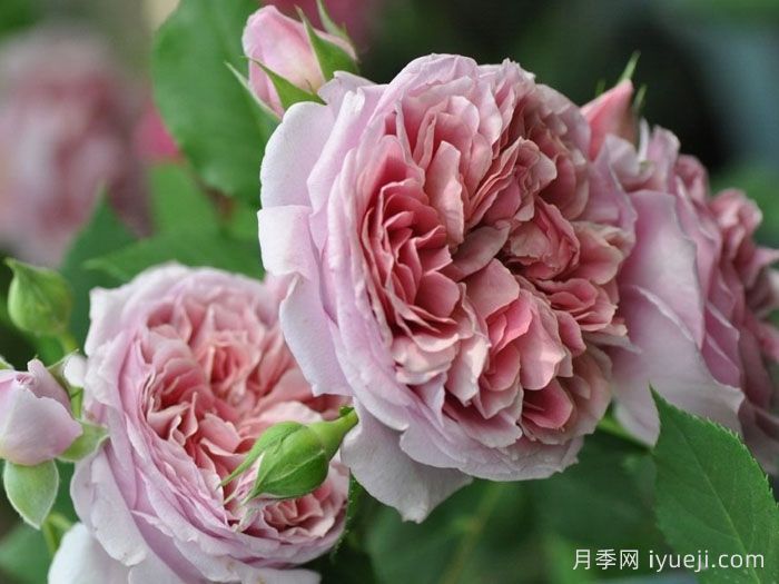 法国礼服月季/芳香礼服/法国连衣裙Robe a la francaise(图4)