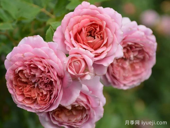 法国礼服月季/芳香礼服/法国连衣裙Robe a la francaise(图5)