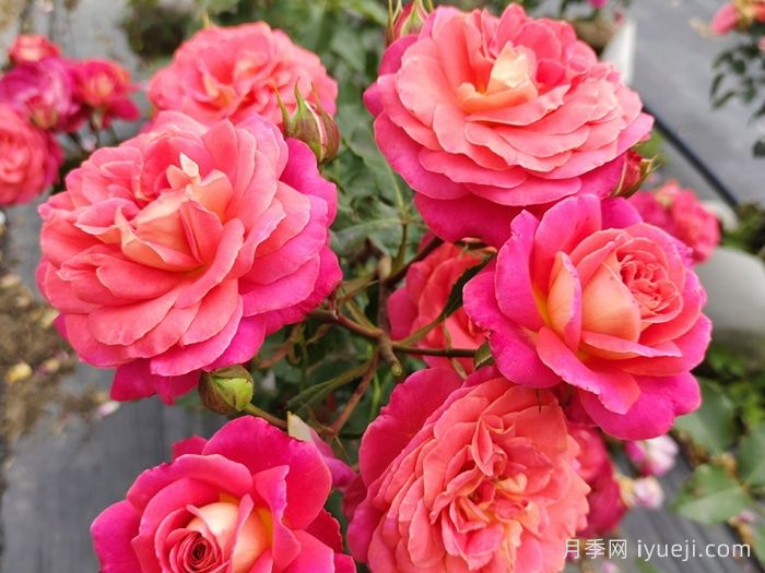 仲夏月季/盛夏月季Midsummer(图2)