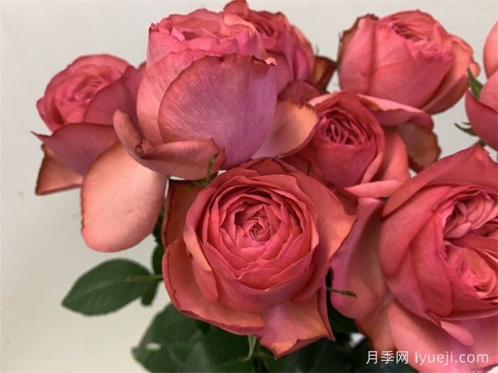 仲夏之夜月季(图2)