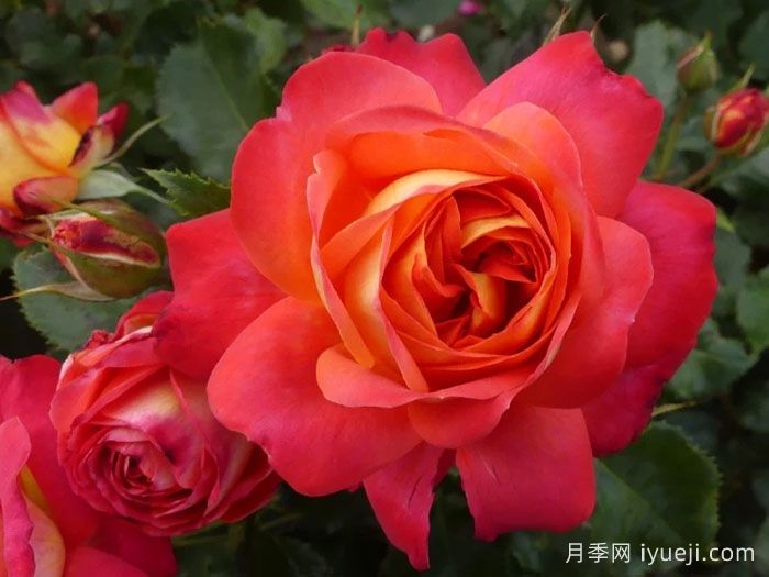 仲夏月季/盛夏月季Midsummer(图1)