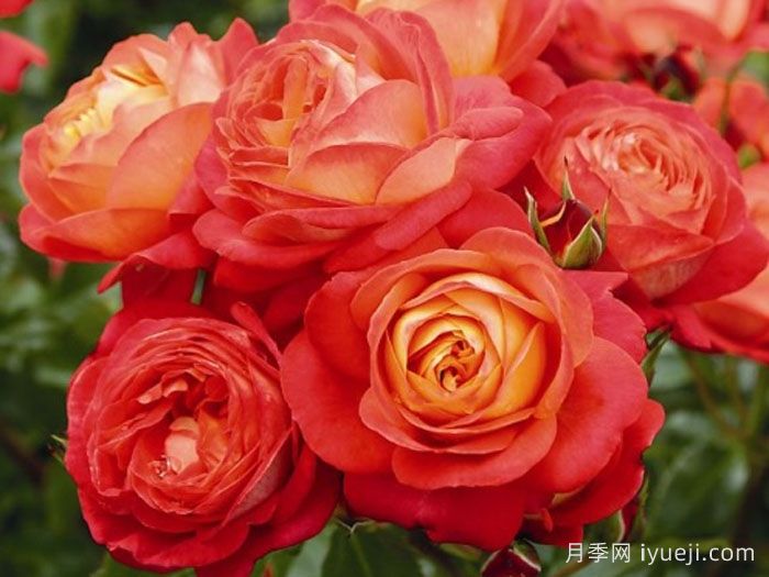 仲夏月季/盛夏月季Midsummer(图3)