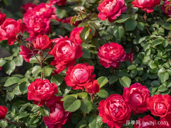绯颜月季(图2)