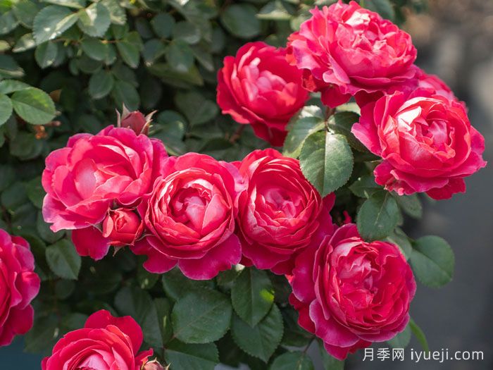 绯颜月季(图1)