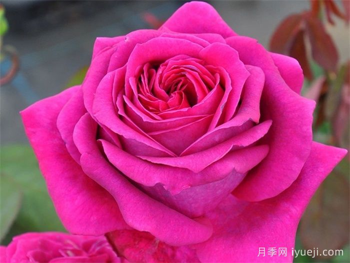 悠久的约定月季介绍和优缺点(图1)