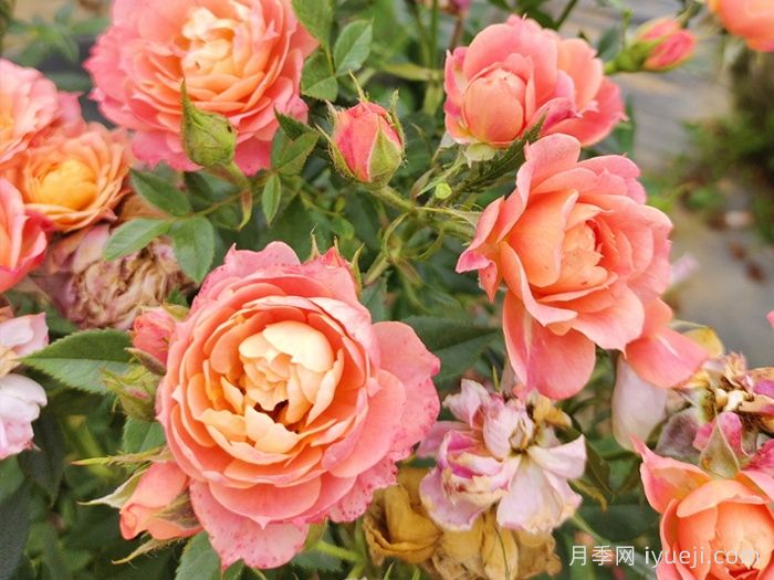 布里奥萨月季Briosa(图3)