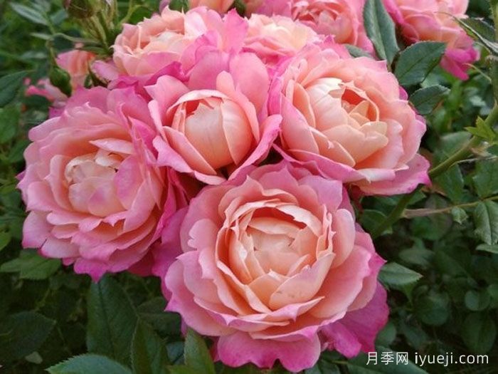 布里奥萨月季Briosa(图4)