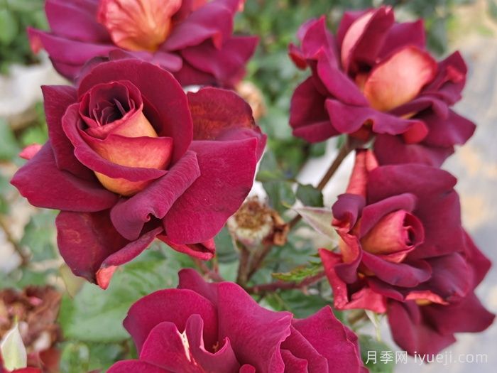 骇客月季/黑金Eddy Mitchell(图4)