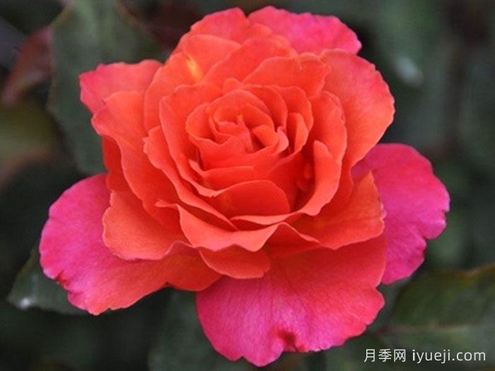 辉煌月季Brilliant(图1)