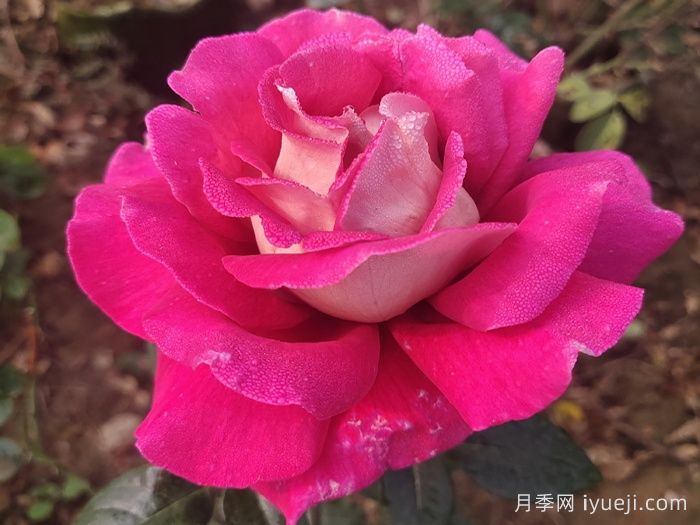 火和平月季/古龙月季(图3)