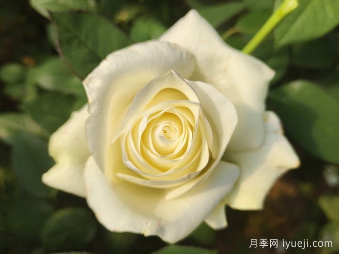 骄傲月季Proud(图1)