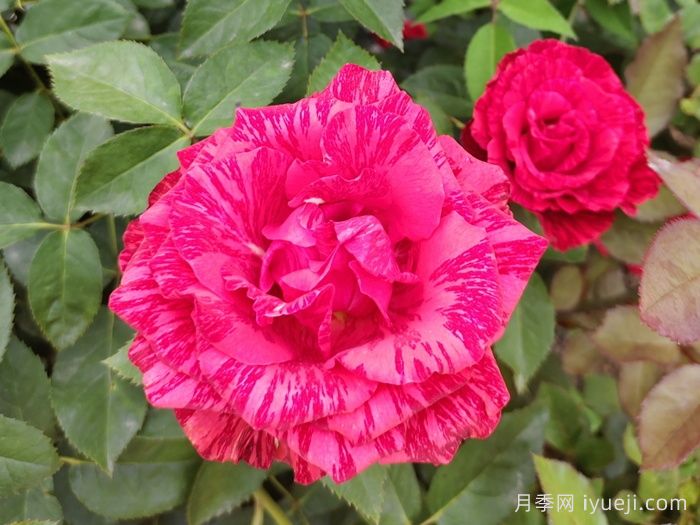红色直觉月季Red Intuition(图3)