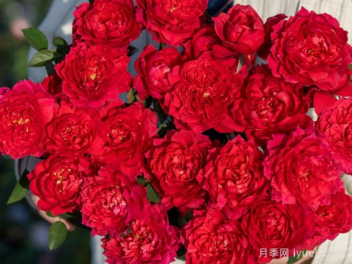 花烛焰月季(图1)