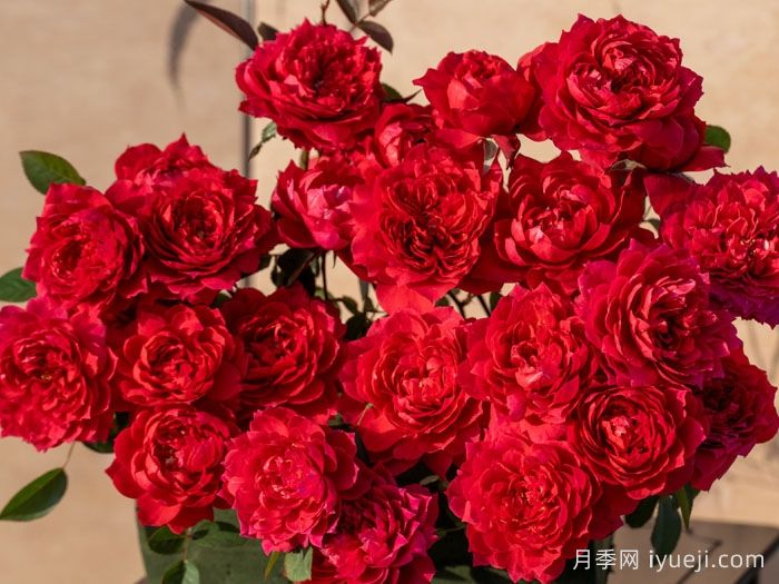 花烛焰月季(图2)