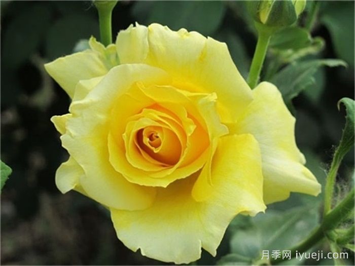 坎特公主月季Princess Michael of Kent(图2)