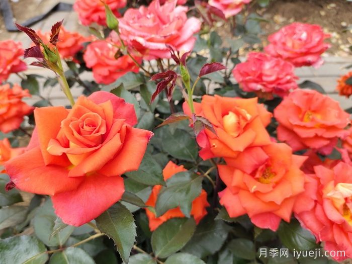 莫妮卡月季/摩尼卡月季Monica(图3)