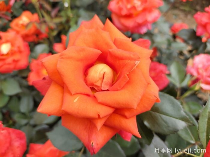 莫妮卡月季/摩尼卡月季Monica(图4)