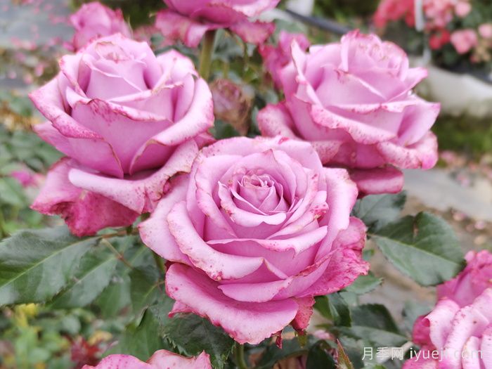 魅影月季/深层水Deep Water(图2)