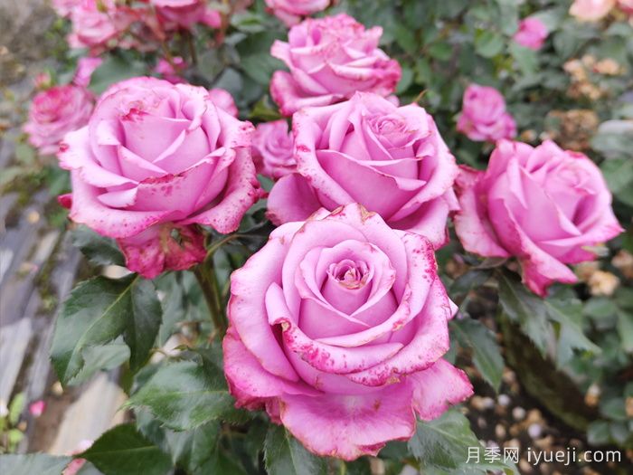 魅影月季/深层水Deep Water(图1)