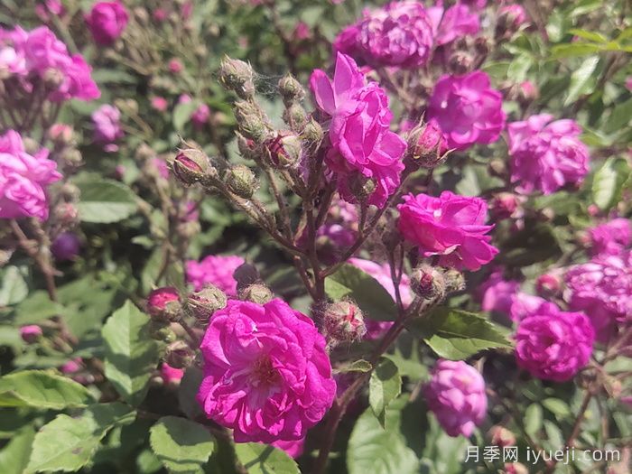 葡萄园之歌月季Vineyard Song(图3)