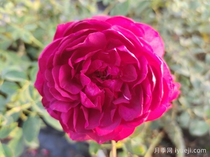 秋日胭脂月季Autumn Rouge(图5)