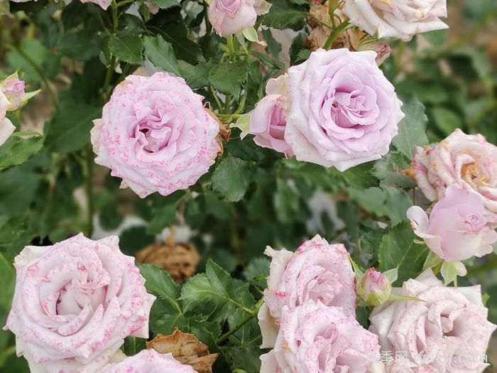 九星蓝狐月季(图1)