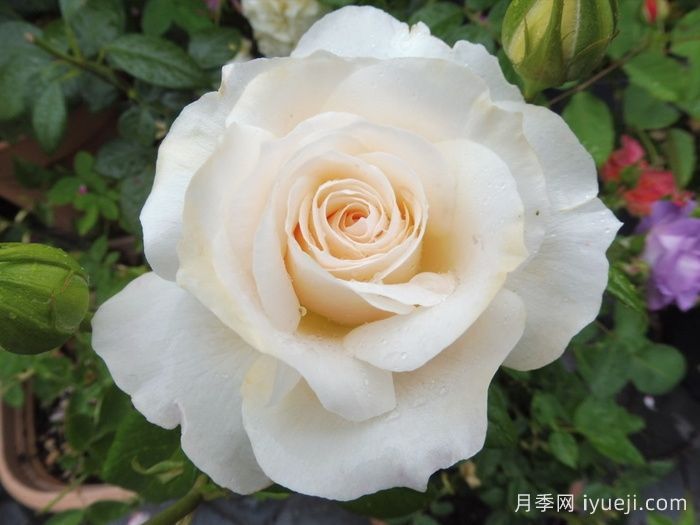 歌剧皇后月季/皇家迪瓦/皇家女主角Royal Diva(图1)