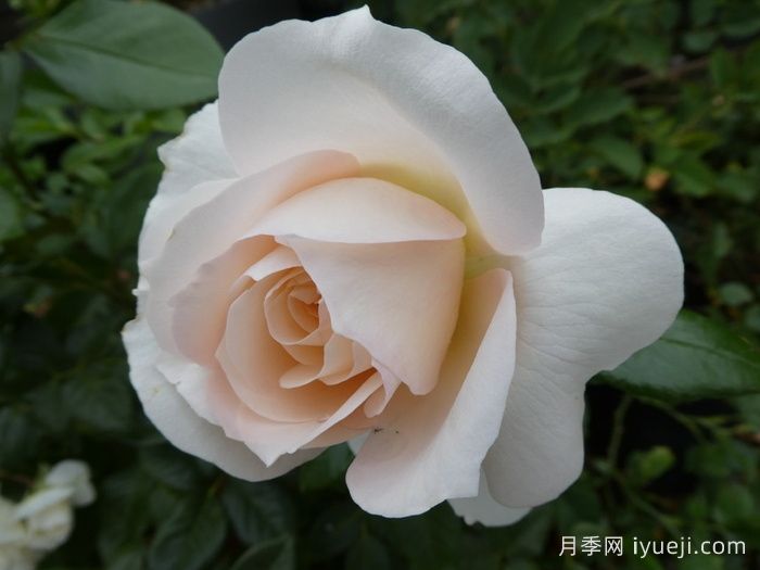 歌剧皇后月季/皇家迪瓦/皇家女主角Royal Diva(图3)