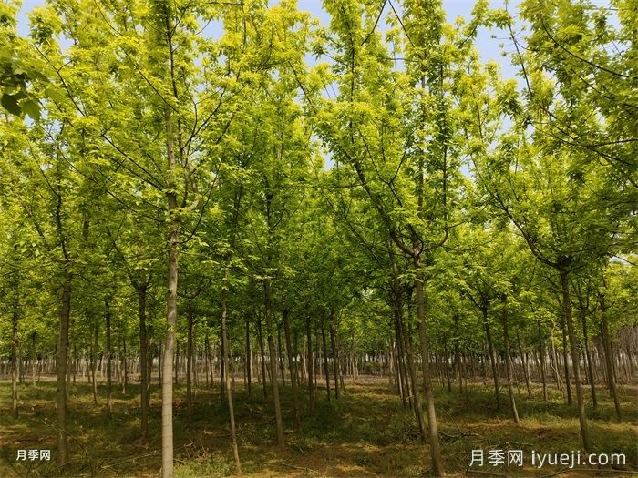 金叶复叶槭的特点、园林用途、管理养护(图1)